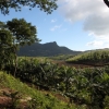 Zdjęcie z Mauritiusa - uprawa bananowców 
