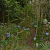Zdjęcie z Nowej Zelandii - Kwitnacy las