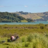 Zdjęcie z Nowej Zelandii - Okolice Coromandel