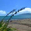 Zdjęcie z Nowej Zelandii - Ujscie strumyczka