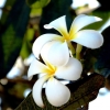 Zdjęcie z Kenii - ukochane frangipani