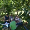 Zdjęcie z Nowej Zelandii - Piknik w figowym sadzie