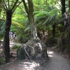 Zdjęcie z Nowej Zelandii - Drzewo na glazie - w drodze do Cathedral Cove