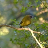 Zdjęcie z Nowej Zelandii - Zolte ptaszko