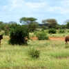 Zdjęcie z Kenii - struś wraz z małożonką:)