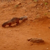 Zdjęcie z Kenii - coś przebiegło tuż koło nas; ni kot ni wiewiórka, czyli ni pies ni wydra:)