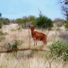 Zdjęcie z Kenii - bawolec; czyli antylopa krowia