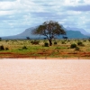 Zdjęcie z Kenii - widok sawanny w parku Tsavo East