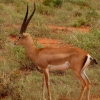 Zdjęcie z Kenii - gazela Granta