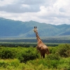 Zdjęcie z Kenii - pierwsza spotkana żyrafka:)