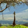 Zdjęcie z Kenii - niby taka długa ta szyja, a sięgnąć nie mogę! :)