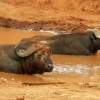 Zdjęcie z Kenii - bawół afrykański cały utaplany- to bawół szczęśliwy:)