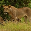 Zdjęcie z Kenii - i się lwica nieco zdenerwowała