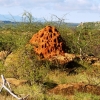 Zdjęcie z Kenii - termitiery na sawannie osiągają nawet do 3 metrów wysokości; 