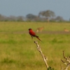 Zdjęcie z Kenii - czerwony jak ziemia Tsavo