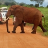 Zdjęcie z Kenii - wracamy do Lodży i spotykamy na drodze słonia idącego na randkę;  