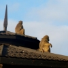 Zdjęcie z Kenii - rano małpy budżą całą lodżę, robiąc straszny hurgot bieganiną po dachach:)