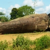 Zdjęcie z Kenii - powalony baobab
