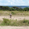 Zdjęcie z Kenii - są też laski w paski:)