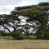 Zdjęcie z Kenii - Amboseli to przede wszystkim kraina akacji afrykańskich