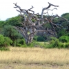 Zdjęcie z Kenii - widać, że grasowały tu słonie:)