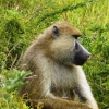 Zdjęcie z Kenii - roi się tu od małpiszonów:)
