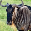 Zdjęcie z Kenii - kawał zwierza:)