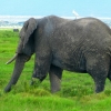Zdjęcie z Kenii - spotykamy też słonia samotnika