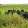 Zdjęcie z Kenii - w wysokich trawach spotykamy jeszcze harcujące słoniowe maluchy