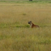Zdjęcie z Kenii - najbrzydsze zwierzę sawanny, ale też żyć musi...