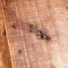 Zdjęcie z Kenii - ławka oblepiona muchami; aż zaprasza, żeby przysiąść :))