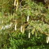 Zdjęcie z Kenii - drzewo parówkowe