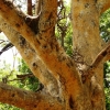Zdjęcie z Kenii - drzewo gorączkowe