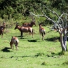 Zdjęcie z Republiki Półudniowej Afryki - LALIBELLA Safari