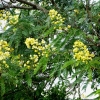 Zdjęcie z Kenii - kwitnące akacje....