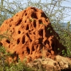 Zdjęcie z Kenii - imponującej wielkości termitiery