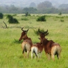 Zdjęcie z Kenii - rodzinka bawolców