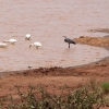 Zdjęcie z Kenii - scenka nad wodą