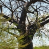 Zdjęcie z Kenii - młody baobab