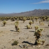 Zdjęcie ze Stanów Zjednoczonych - Kaktusy cholla