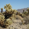 Zdjęcie ze Stanów Zjednoczonych - Kaktusy cholla