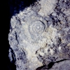 Zdjęcie z Polski - amonit