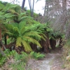 Zdjęcie z Nowej Zelandii - Dolinka Goracego Strumienia w Spa Thermal Park