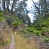 Zdjęcie z Nowej Zelandii - Szlak w Spa Thermal Park