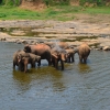 PINNAWALA-sierociniec dla sloni - Zdjęcie PINNAWALA-sierociniec dla sloni