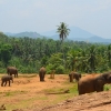 Zdjęcie ze Sri Lanki - PINNAWALA-sierociniec dla sloni
