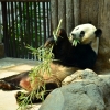 Zdjęcie z Tajlandii - Panda w Zoo Chiang Mai