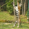 Zdjęcie z Tajlandii - Nie wszystkie tygrysy leżakowały...