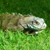 Zdjęcie z Gwadelupy - Iguana
