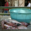Zdjęcie z Gwadelupy - Targ rybny
